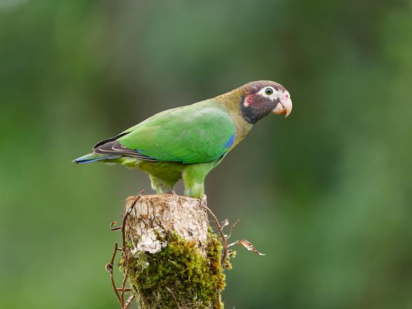 <h3><a href="/trips/costa-rica/biota/animalia/chordata/aves/027 psittaciformes/003 psittacidae/pyrilia haematotis/pyrilia haematotis-nl.html">Pyrilia&nbsp;haematotis</a> / Brown‑hooded&nbsp;parrot / Roodoorpapegaai</h3>OM-1 Mark II met OLYMPUS M.150-400mm F4.5 TC, 1/1250 sec  bij F5.6, ISO 10000, afstand 10.5&nbsp;m